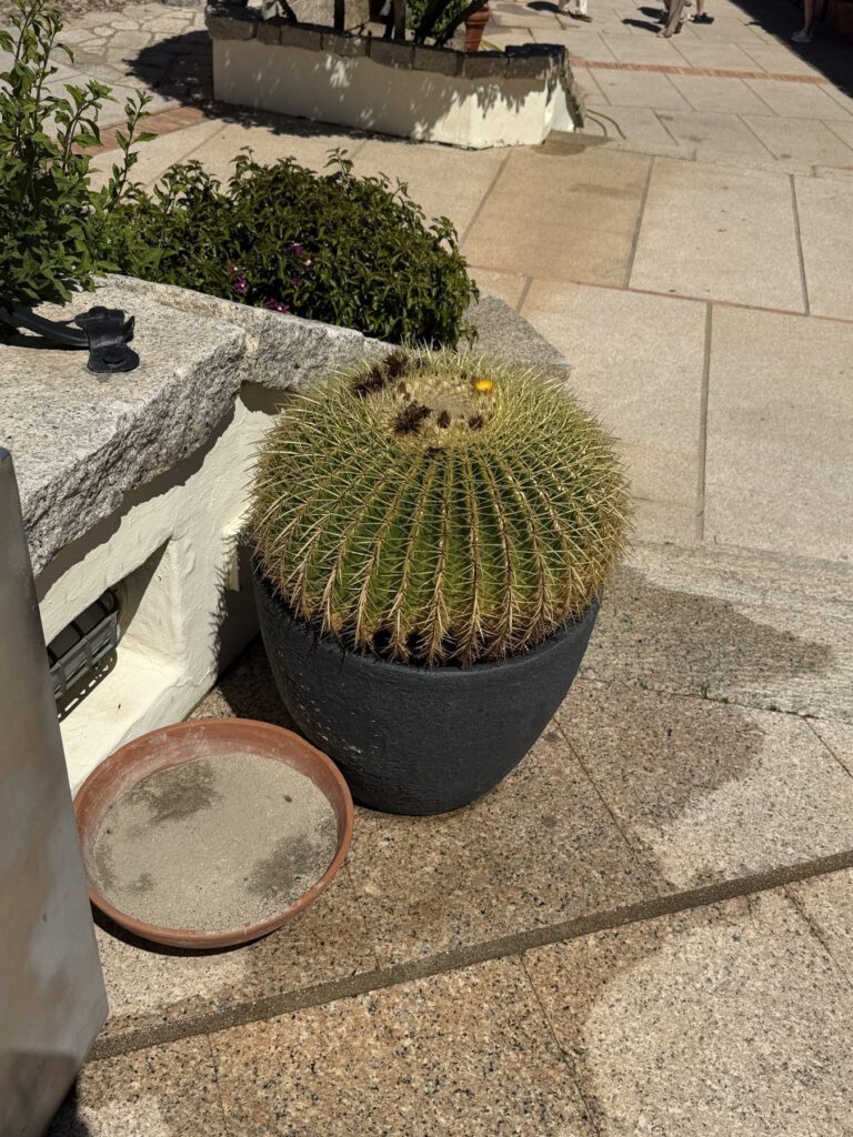 Serviertes Gericht auf dem Tisch
