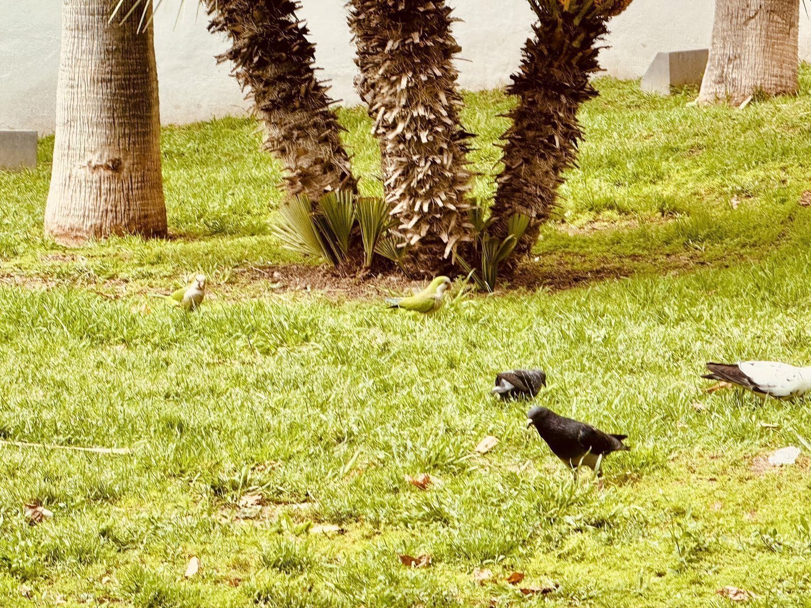 Vögel auf grünem Rasen