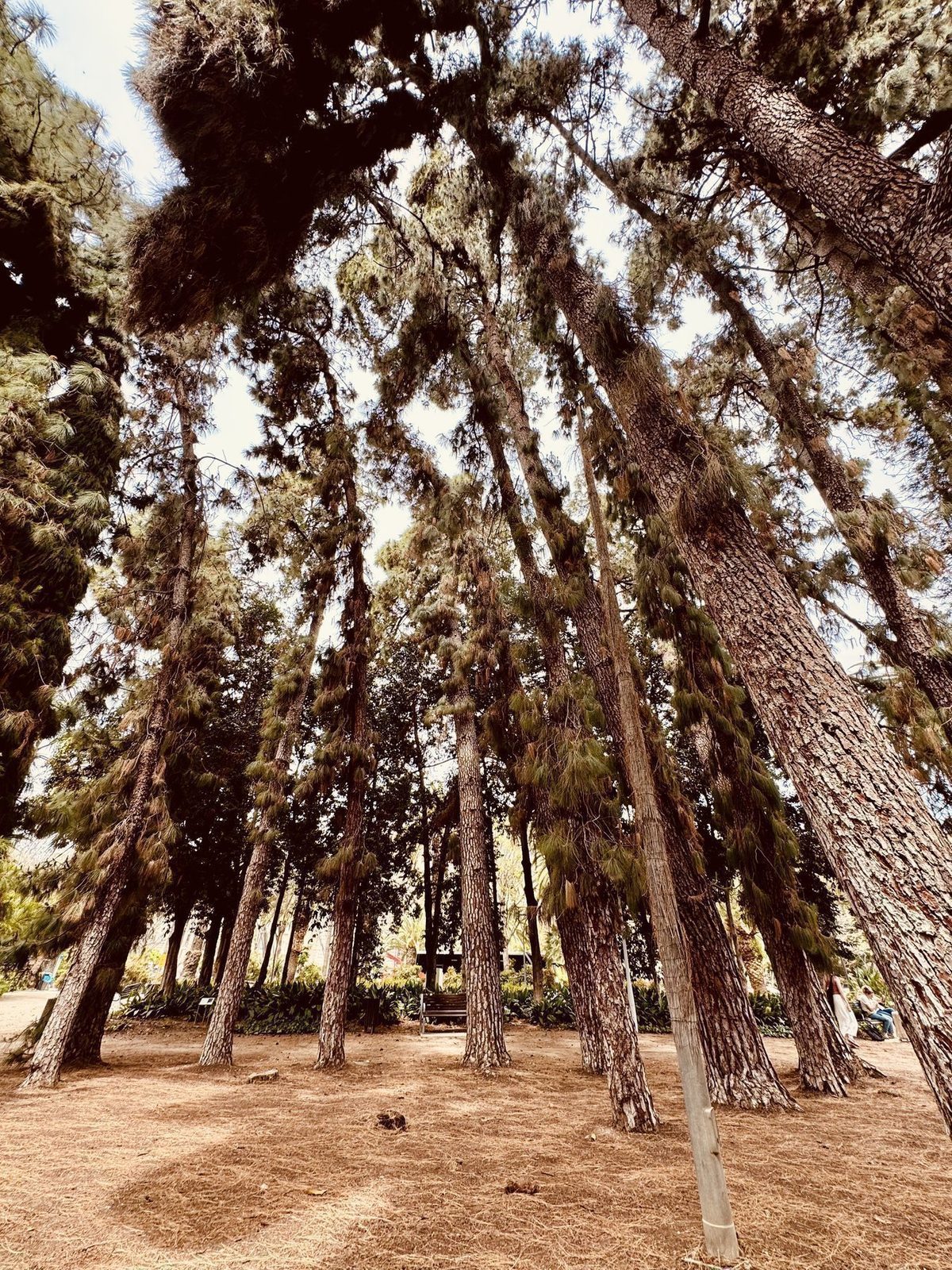 Dichte Tannen im Park