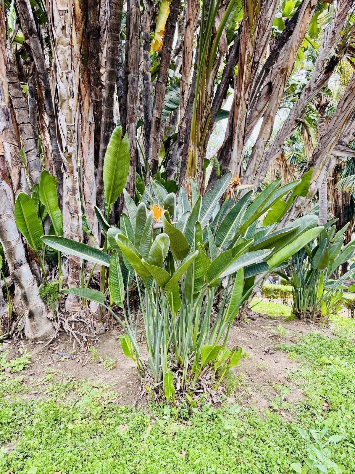 Tropischer Garten mit Blumen