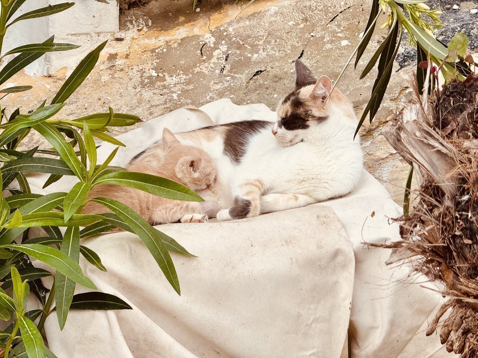 Zwei Katzen entspannen auf einer Bank
