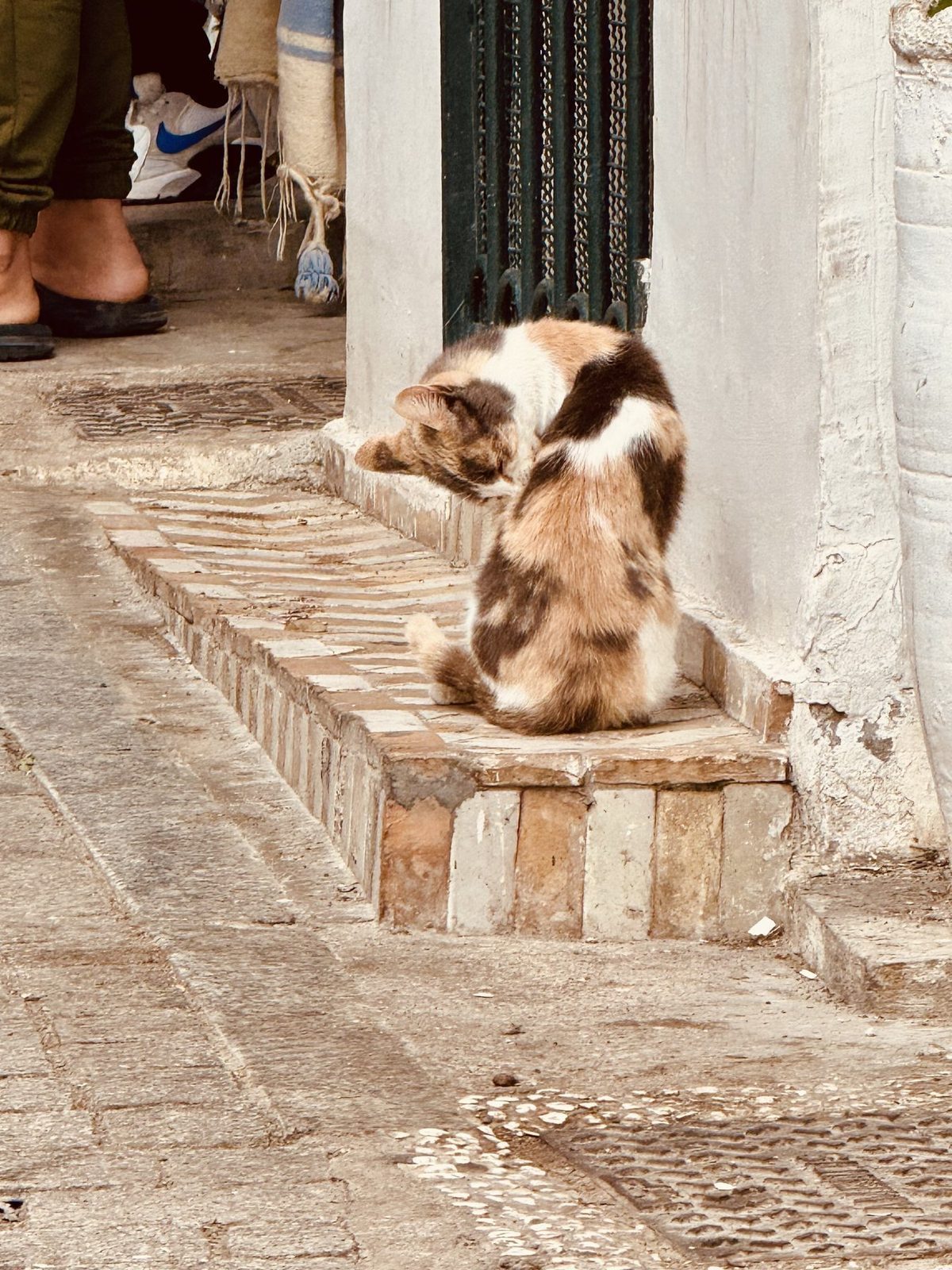 Katze putzt sich auf Steinstufe