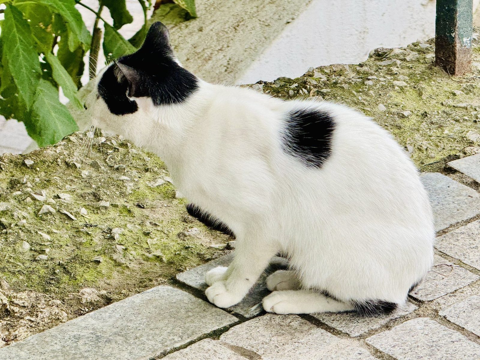 Schwarzbunte Katze auf Steinpflaster