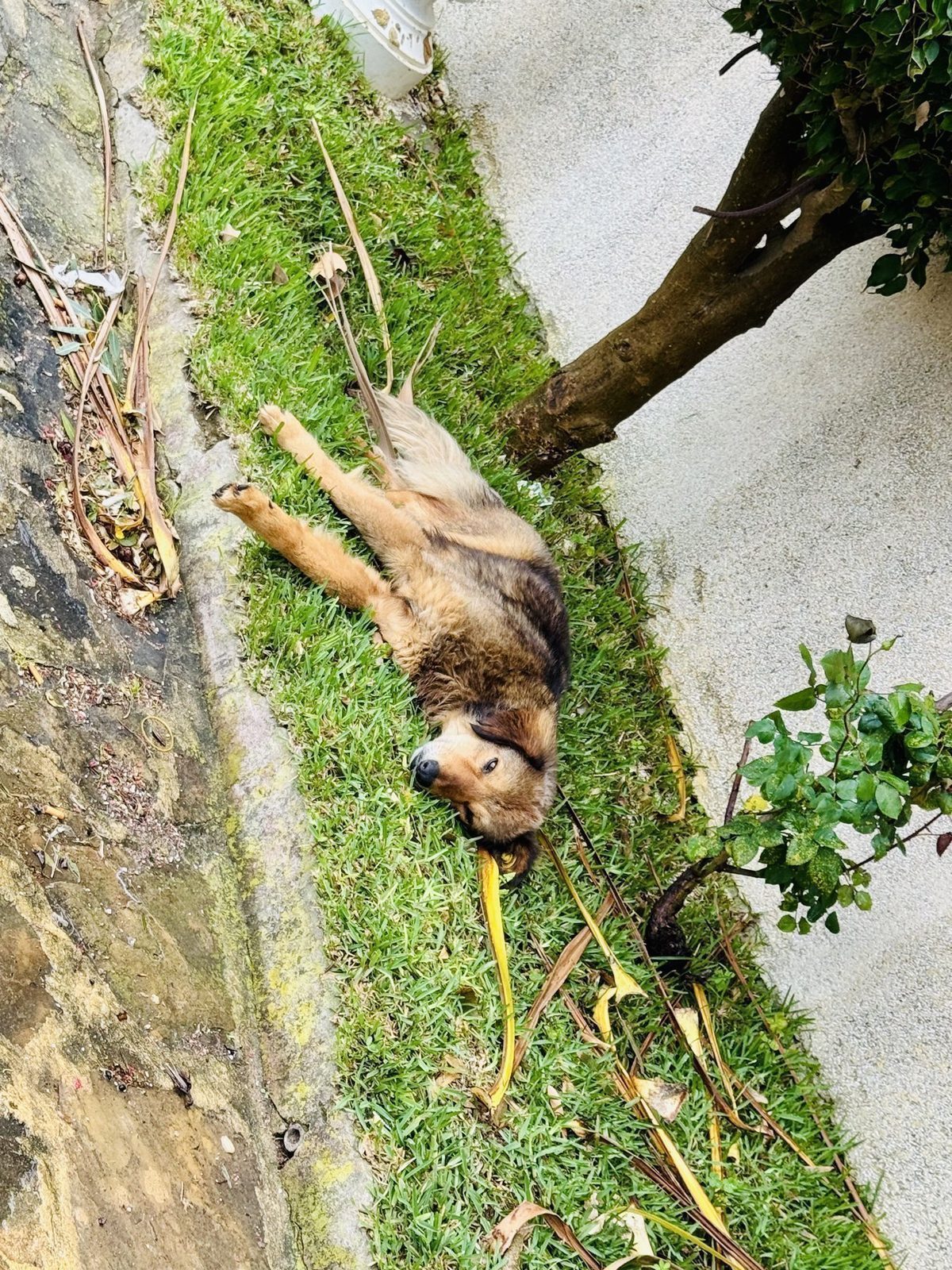 Entspannter Hund auf Rasen