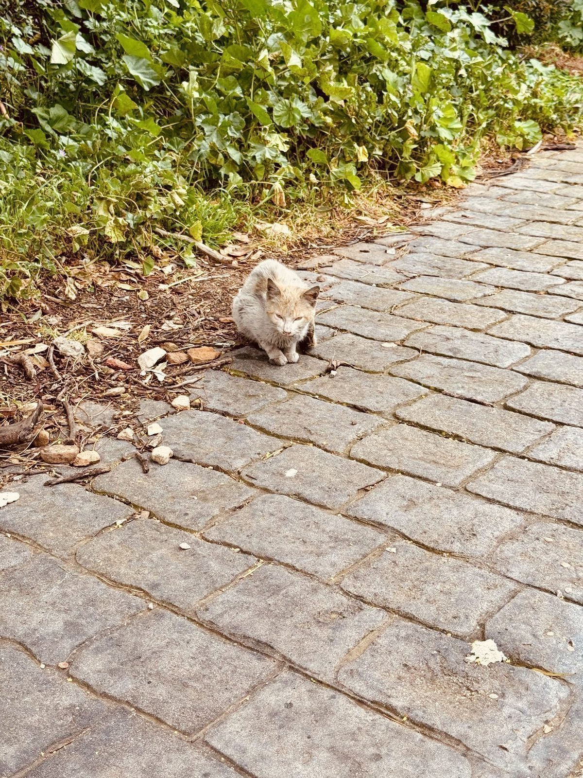Kätzchen auf gepflastertem Weg