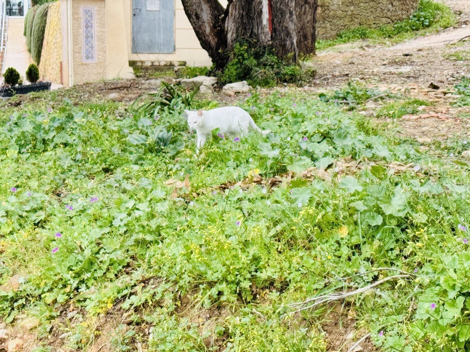 Weißer Kater in grüner Wiese