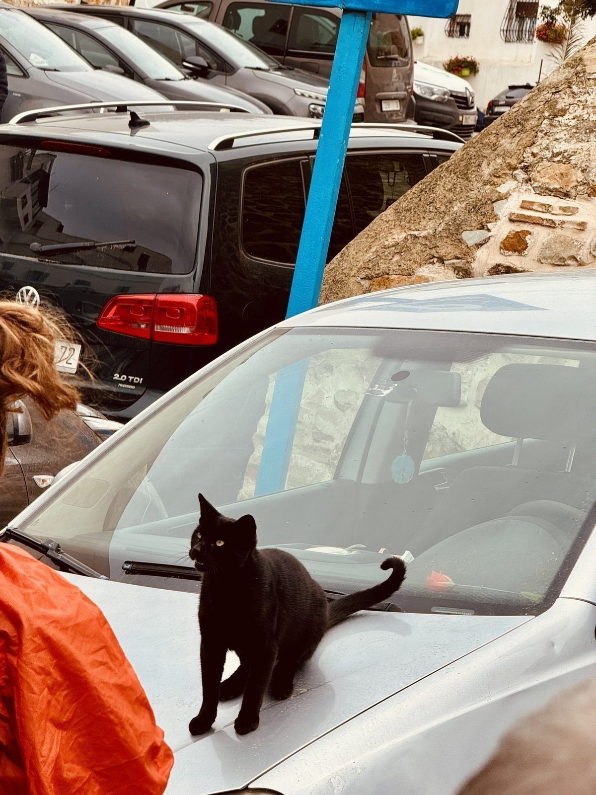Schwarze Katze auf Auto im Park