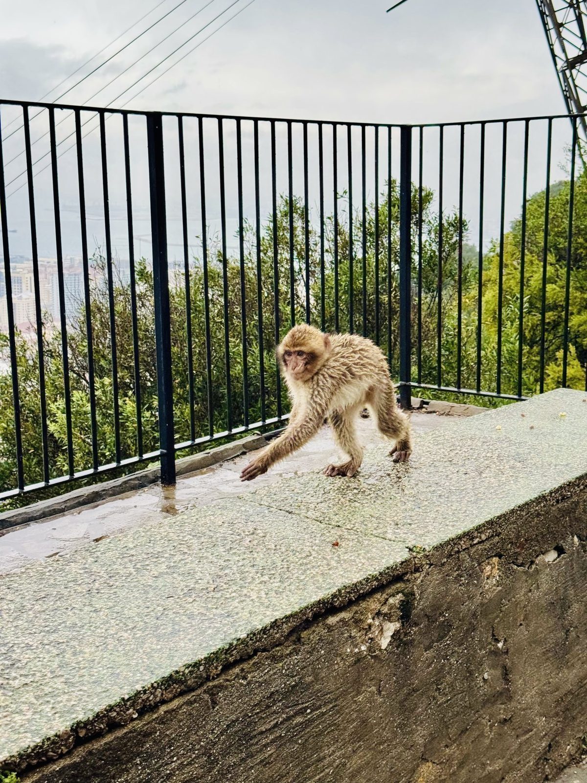 Affe auf Steinbrücke