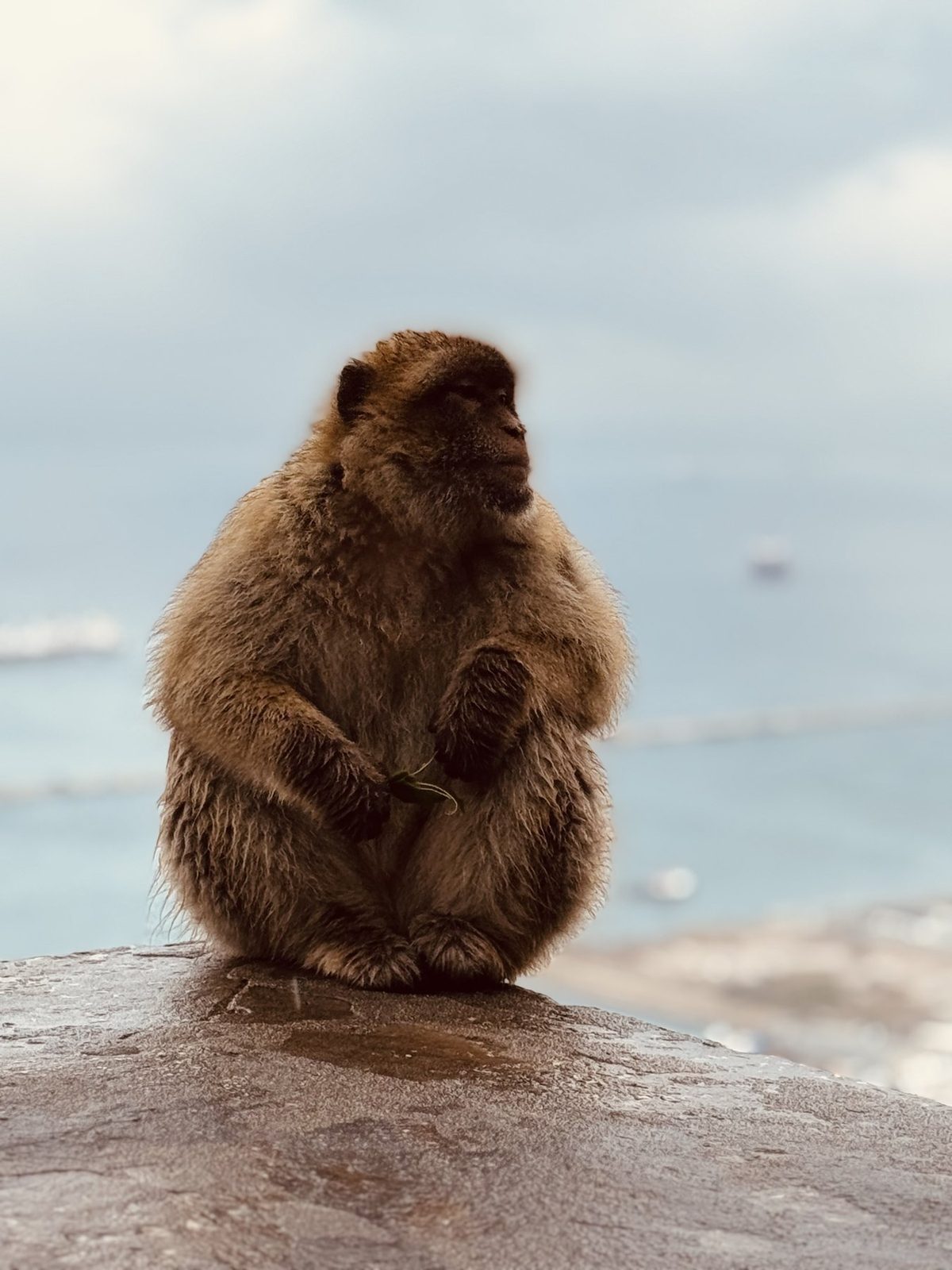 Affe sitzt auf Stein am Meer