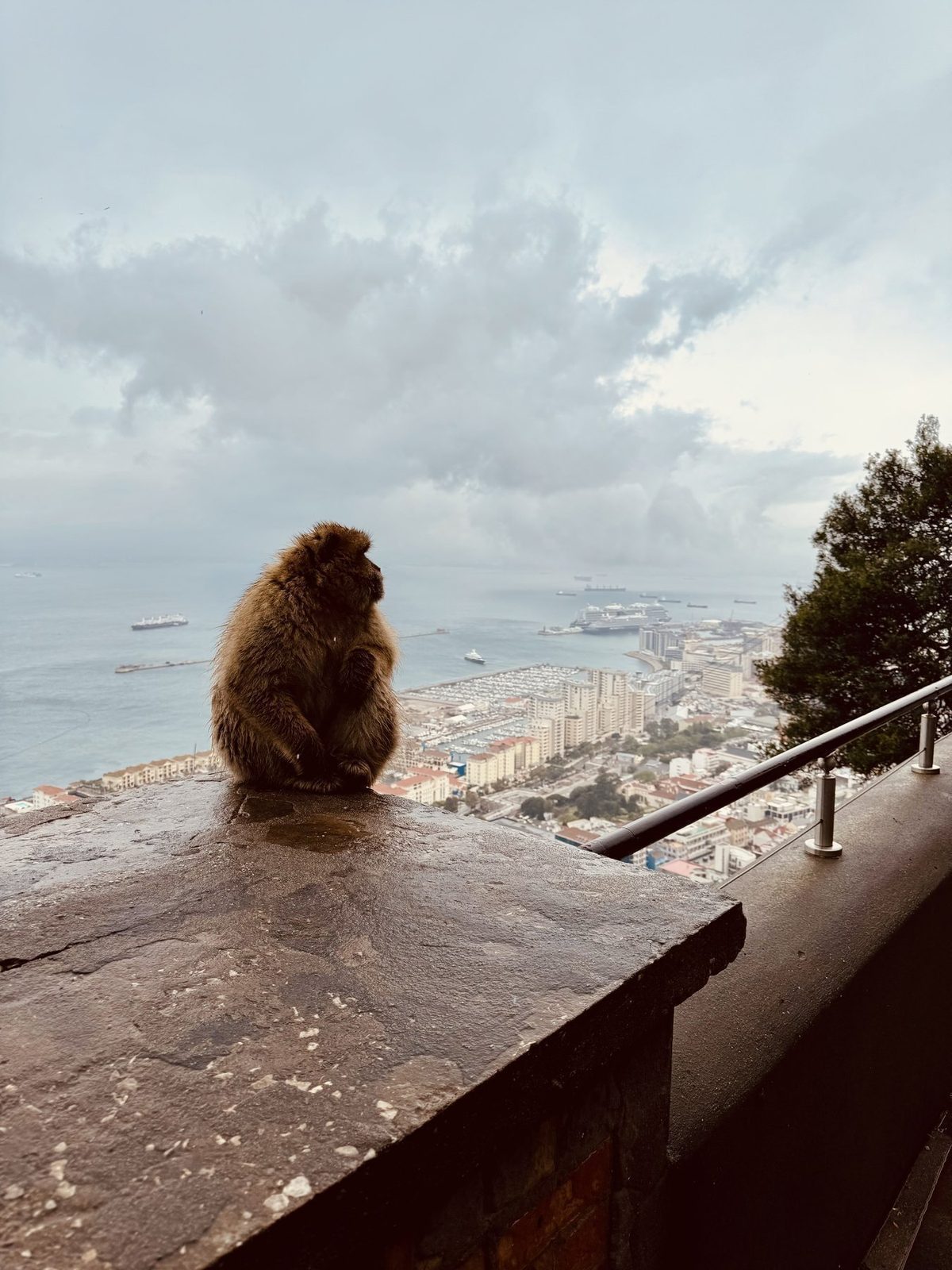 Affe blickt auf Hafen