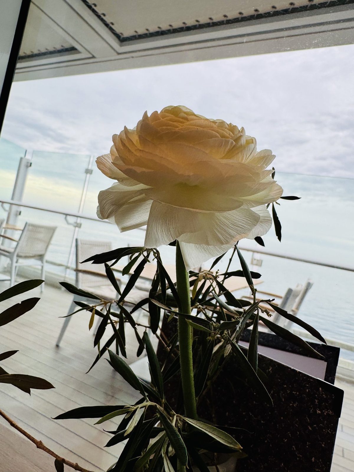 Blume auf dem Schiff