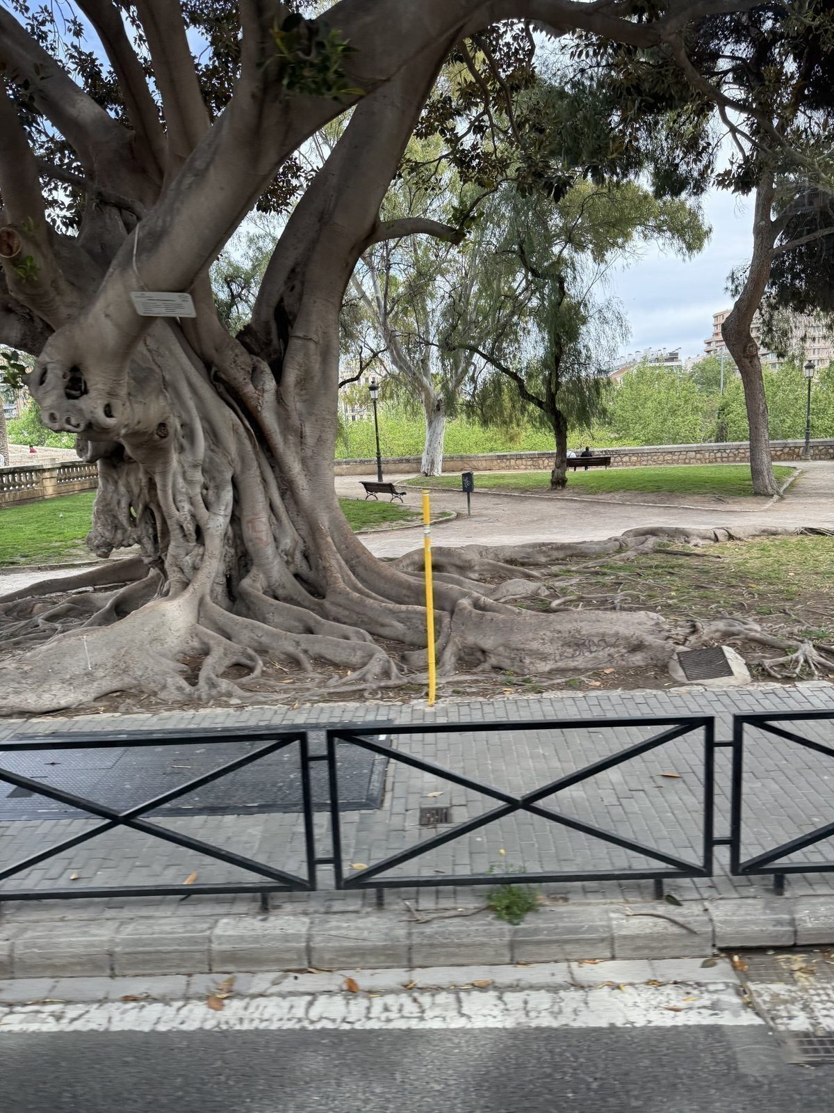 Altes Baumstamm im Park