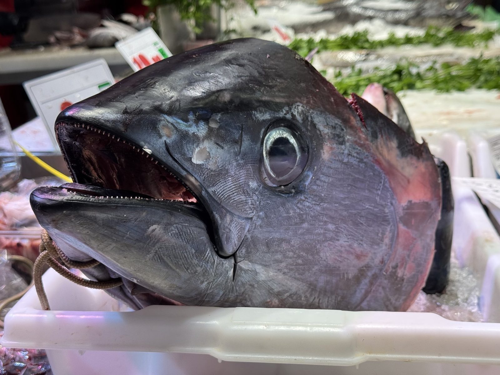 Frischer Thunfisch auf dem Markt