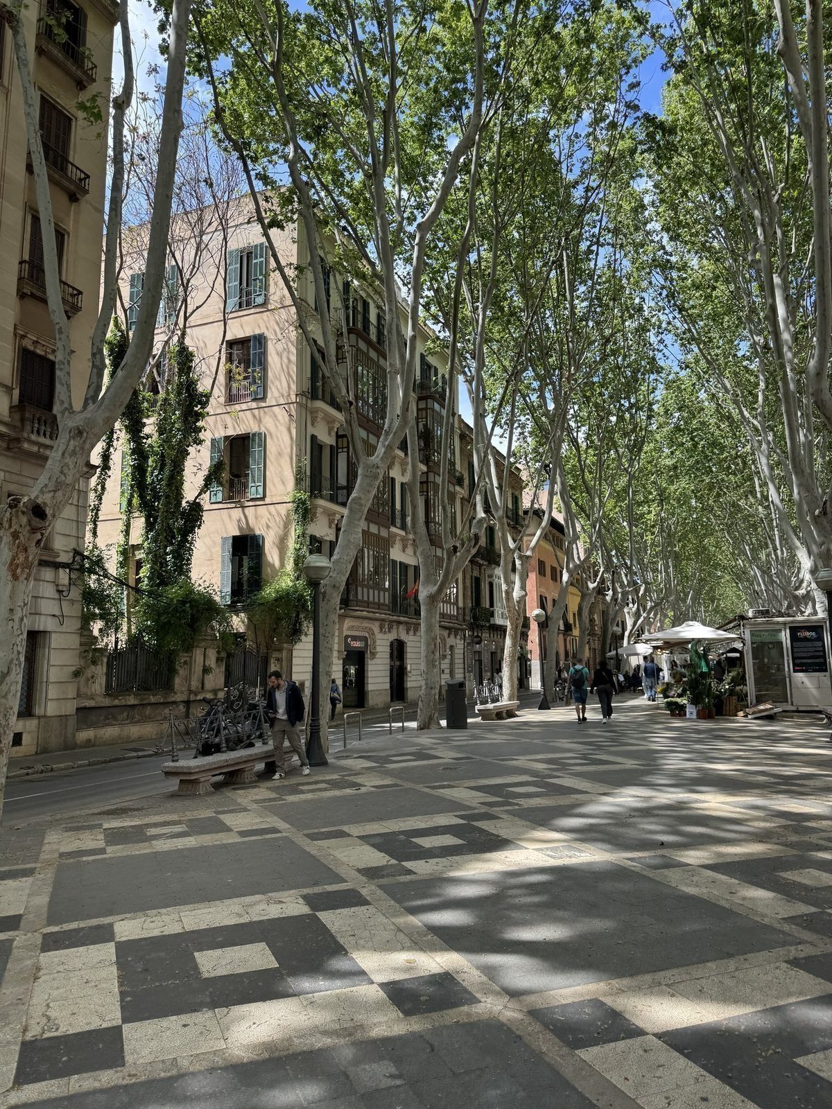 Bäume schatten gepflasterte Straße