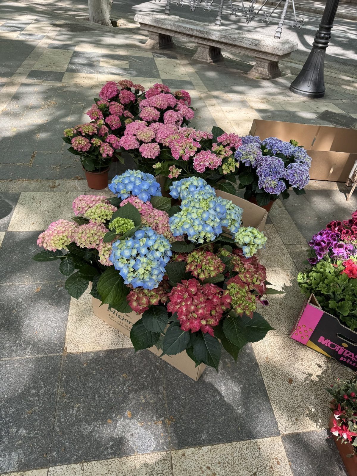 Bunte Hortensien auf einem Marktplatz