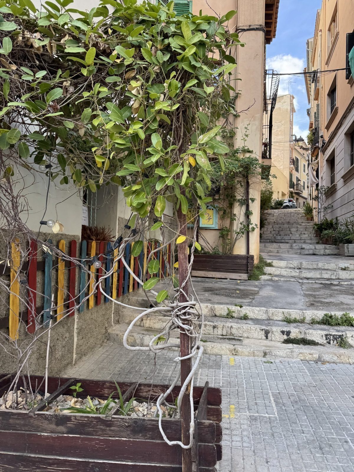 Vine covered wall in quaint alley