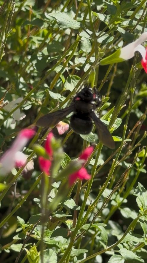 Eine schwarze Biene ist im Flug zwischen grünen Pflanzen mit roten und weißen Blüten